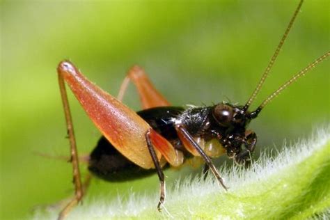 蟋蟀 做爱是什么